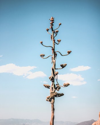 Brown Leaf Tree