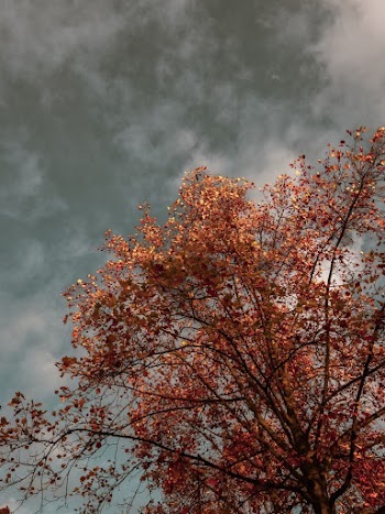 Brown Leaf Tree Under Cloudy Sky