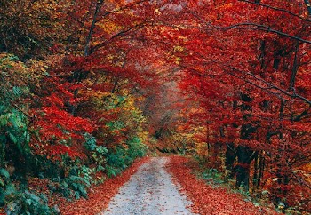 brown leaf trees