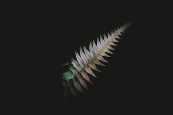 brown leaf with black background