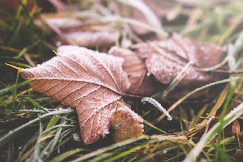 Brown Leafed on Green Grass in Selective Focus Photography