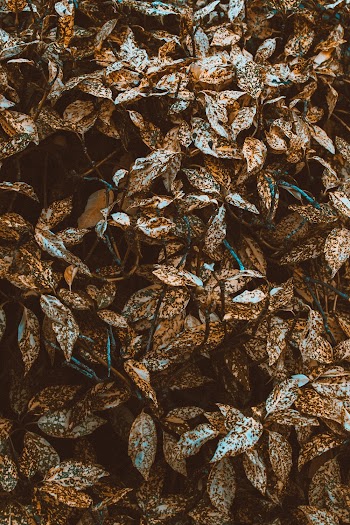 Brown Leafed Plant
