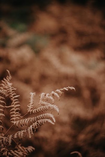 brown leafed plant
