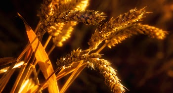 Brown Leafed Plant Close-up Photography