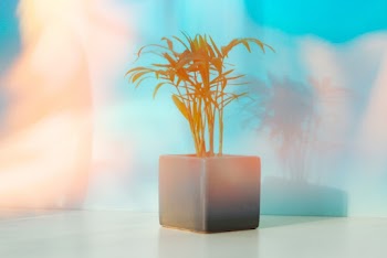 Brown-leafed Plant on White Pot