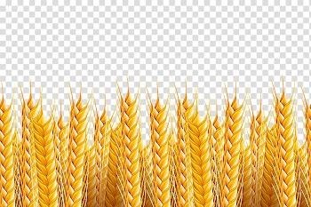 Brown leafed plant , Wheat Illustration, Wheat background transparent background PNG clipart