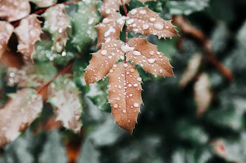 Brown Leafed Plant With Water Dews