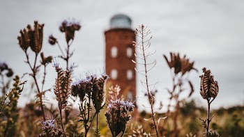 Brown Leafed Plants