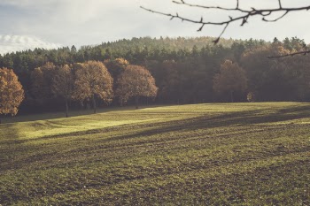 Brown Leafed Tree