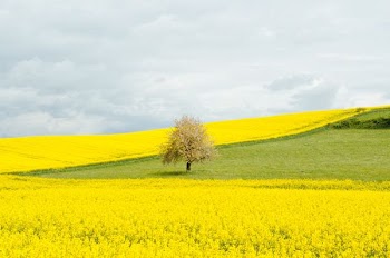 brown leafed tree near bed of yellow flowers