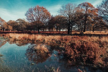 Brown Leafed Trees