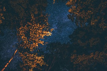 Brown Leafed Trees