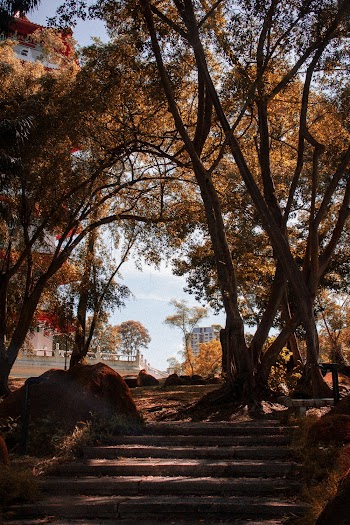 Brown-leafed Trees at the Parked