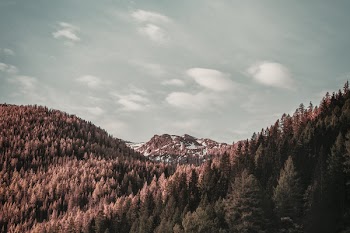 Brown Leafed Trees on Top of Mountain