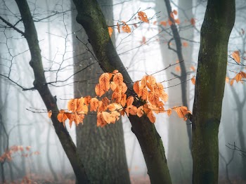 Brown Leafed Trees Wallpaper