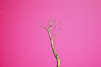 Brown Leafless Tree With Pink Background