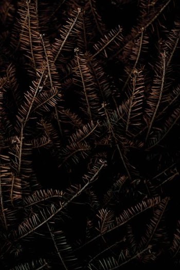 brown leaves