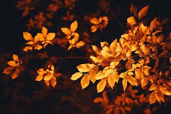 brown leaves
