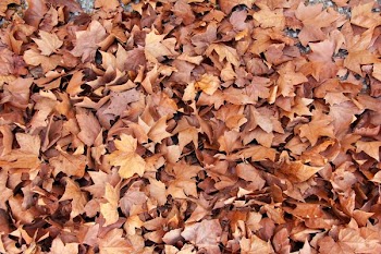brown leaves