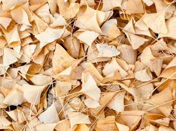 Brown Leaves