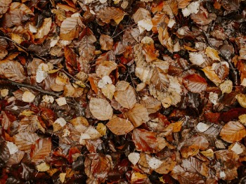 Brown Leaves