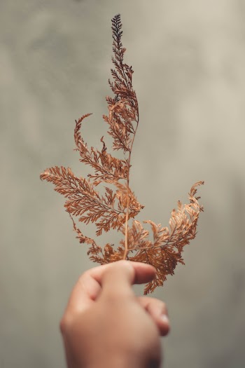 Brown Leaves