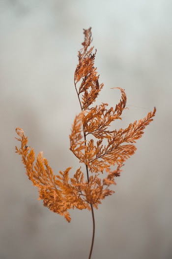 Brown Leaves