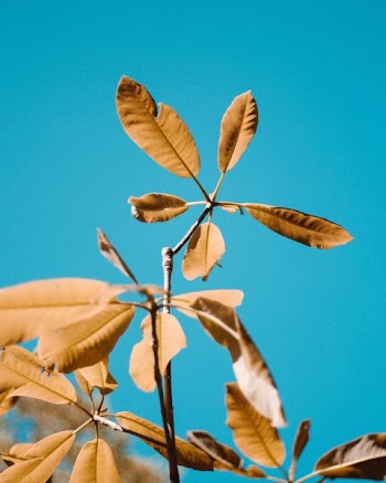 brown leaves during daytime