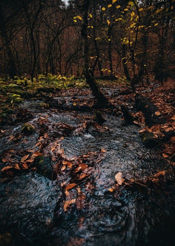 Brown Leaves on Flowing River Surrounded With Green Trees