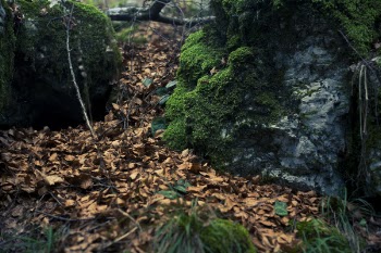 Brown Leaves on Forest