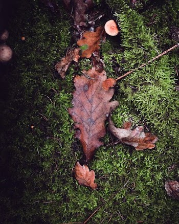 brown leaves on green grass field