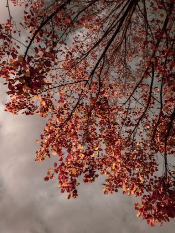 Brown Leaves on Tree Under Cloudy Sky