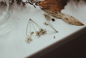 Brown Leaves on White Table