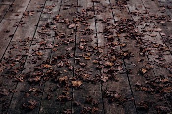 brown leaves on wooden floor