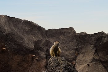 Brown Lemur on Rocky Mountain