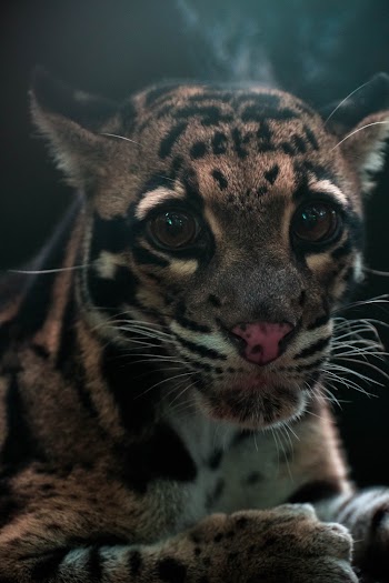Brown Leopard Cub