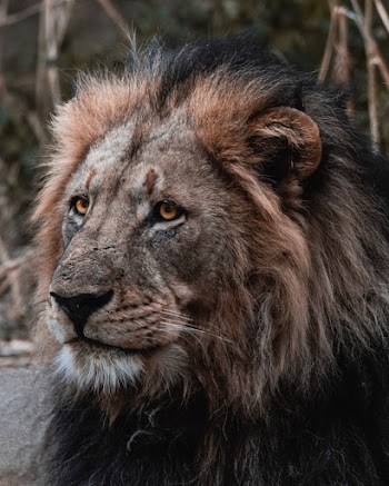 Brown Lion