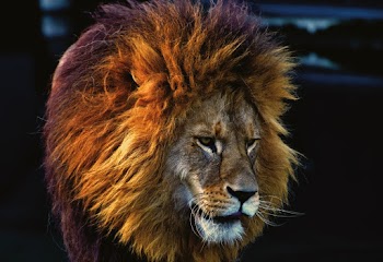 Brown Lion