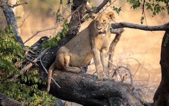 Brown Lion Close-up Photography