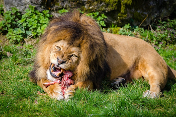 Brown Lion Eating Meat, Canine, Carnivore, Feeding Background Image ...