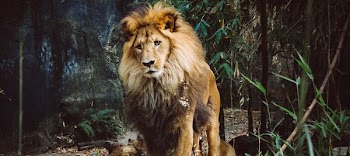brown lion on woods