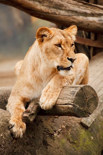 Brown Lioness