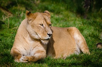 Brown Lioness Laying on Green Grass during Daytime