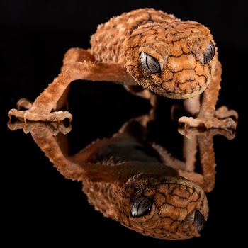 Brown Lizard's Image Reflecting on Floor