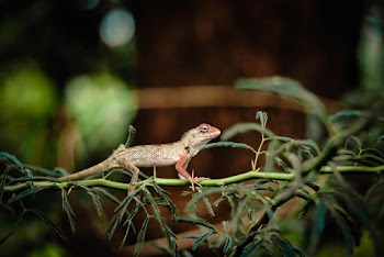 Brown Lizard Crawling on a Branch