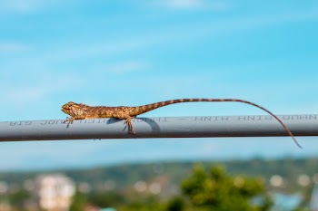 Brown Lizard Crawling On Coated Wire
