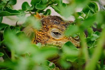 Brown Lizard Hiding on Plants