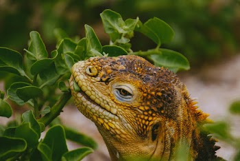 Brown Lizard Nipping at Green Leafed Plant