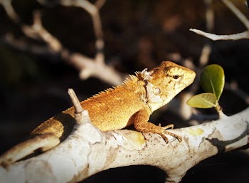 Brown Lizard on Branch
