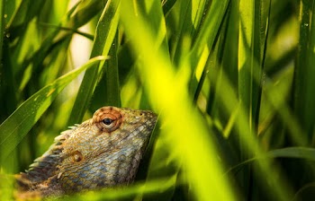 Brown Lizard on Green Grass